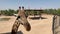 Beautiful giraffe with long neck, close up of giraffe head in zoo. Giraffe feeding