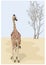 Beautiful giraffe looks at dry tree in the desert