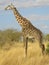 Beautiful giraffe posing in the middle of the Savannah, in Kenya, Africa
