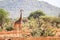 Beautiful giraffe on savanna, Kenya