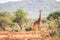 Beautiful giraffe on savanna, Kenya