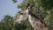 Beautiful giraffe stands tall on blue sky background