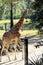 Beautiful Giraffe Walking in the Sunshine