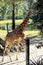 Beautiful Giraffe Walks Away