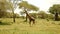 Beautiful giraffe walks through the Serengeti national park.
