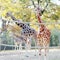 Beautiful giraffes with long neck