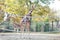 Beautiful giraffes with long neck