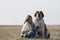 Beautiful girl with blonde hair and her big St. Bernard dog