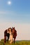 Beautiful girl with chestnut horse in evening field