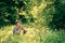 Beautiful girl in a clearing of a forest surrounded by dandelions. woman posing in nature. photo with green background.