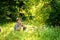 Beautiful girl in a clearing of a forest surrounded by dandelions. woman posing in nature. photo with green background.