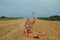 A beautiful girl in a dress sits on a wheat field. Fabulous photo of a blonde outside the city. A woman without allergies holds