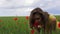 Beautiful girl in dress on wheat green field with red poppies is sniffing a flower. Slow motion outdoors