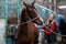 A beautiful girl in a fashionable red plaid shirt is cleaning a brown horse in the stall