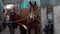 A beautiful girl in a fashionable shirt is cleaning a brown horse in the stall