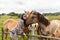 A beautiful girl in glasses and with a bandana on her head strokes the horses in the meadow. Blurred background