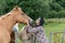 A beautiful girl in glasses and with a bandana on her head strokes the horses in the meadow. Blurred background