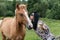 A beautiful girl in glasses and with a bandana on her head strokes the horses in the meadow. Blurred background