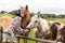 A beautiful girl in glasses and with a bandana on her head strokes the horses in the meadow. Blurred background