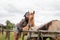 A beautiful girl in glasses and with a bandana on her head strokes the horses in the meadow. Blurred background