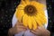 A beautiful girl holding a sunflower