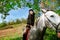 Beautiful girl on horse walk in forest