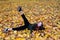 beautiful girl in jumper and scarf is lying on the ground among autumn leaves and doing exercises, physical education,