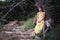 Beautiful girl on the nature in a yellow dress sitting on a large tree
