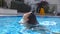 Beautiful girl pops up under water at the pool. Young woman emerges from under the water at the basin of hotel. Brunette