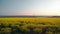 Beautiful girl is practicing yoga asana on a yellow flowering field. Aerial footage