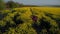 Beautiful girl is practicing yoga asana on a yellow flowering field. Aerial footage