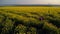 Beautiful girl is practicing yoga asana on a yellow flowering field. Aerial footage
