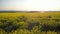 Beautiful girl is practicing yoga meditation on a yellow flowering field. Aerial footage