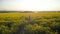 Beautiful girl is practicing yoga meditation on a yellow flowering field. Aerial footage