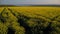 Beautiful girl is practicing yoga meditation on a yellow flowering field. Aerial footage