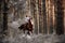 Beautiful girl riding a horse gallops in the mysterious forest in the early morning