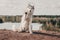 Beautiful girl siberian husky and local mountains.