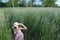 Beautiful girl sitting in high grass on spring meadow on sunny day