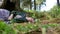 A beautiful girl is sleeping under a big tree. In the foreground there is grass