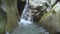 Beautiful girl in slow motion splashing clear water of mountain lake and looks to camera with small waterfall in green