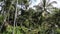 Beautiful girl swinging over the jungle in Bali, People swinging in the rainforest of island Bali in rice terrace near Ubud, Indon