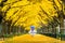 Beautiful girl wearing japanese traditional kimono at row of yellow ginkgo tree in autumn. Autumn park in Tokyo, Japan