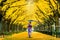 Beautiful girl wearing japanese traditional kimono at row of yellow ginkgo tree in autumn. Autumn park in Tokyo, Japan.