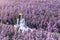 Beautiful girl in white dress sitting in Margaret flowers fields