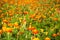 Beautiful glade of orange flowers