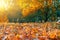 Beautiful glade and trees in the autumn forest, bright sunset and landscape in fall season