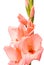 Beautiful Gladiolus.