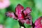 Beautiful gladiolus flower zoom on details