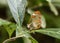 A Beautiful Glasswing Butterfly Genus greta Perched on a Leaf in a Forest in Jalisco, Mexico