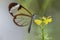 Beautiful Glasswing Butterfly Greta oto in a summer garden on a yellow flower. In the amazone rainforest in South America. Presi